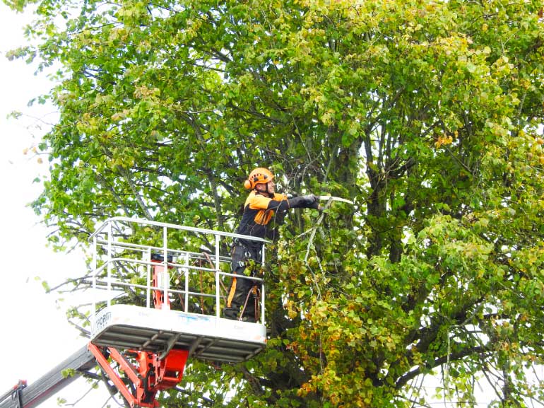 Elm Landscaping Services Ltd offer professional tree surgery, tree care and arboriculture services nationwide.