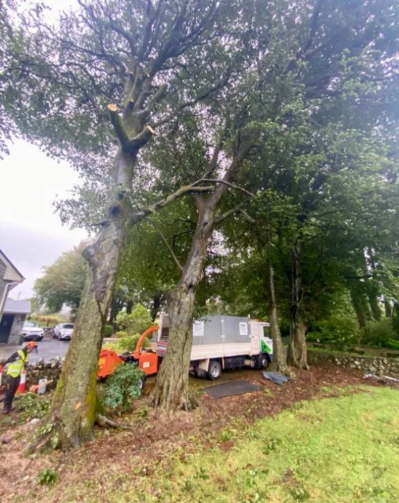 Tree Surgery