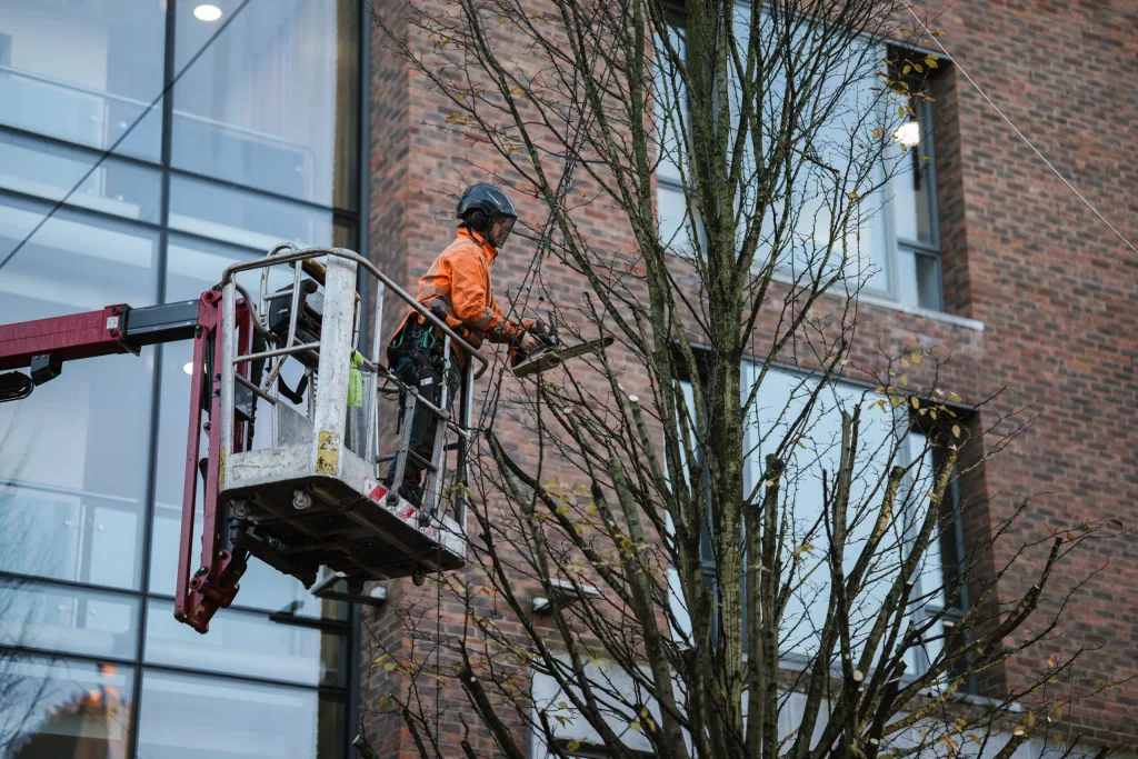 image of a tree being cut down by a tree surgeon in county clare