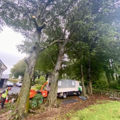 Tree Surgery